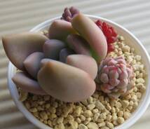 多肉植物　オパリナ　レッドベリー　パープルヘイズ　クランベリー_画像3