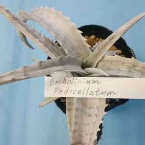 ★多肉植物　Encholirium pedicellatum古い輸入株のカキ仔(マニア向き珍希種)サボテン