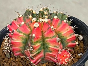 多肉植物 サボテン ギムノカリキウム 緋牡丹錦 mihanovichii hyb④