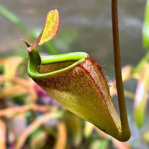 【Omori, K.】Nepenthes attenboroughii (Mt. Victoria, Palawan)：食虫植物 ネペンテス ウツボカズラ