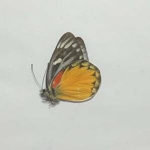 ミャンマー産 シロチョウの仲間未展翅標本 三角紙標本 蝶標本の画像1