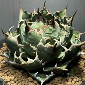 770厳選子株品種精選Agave アガベ 白鯨厚葉SR