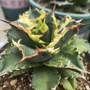 706.アガベ　チタノタ稀有株　白鯨季節錦子株Agave Titanota