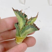 707.アガベ　チタノタ稀有株　白鯨季節錦子株Agave Titanota_画像3