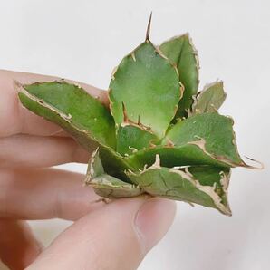 809厳選子株品種精選Agave アガベ 白鯨厚葉SRの画像2