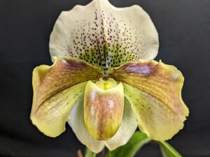 開花 2B+新芽 洋蘭原種パフィオ paph.(Amanda x Ice Castle)