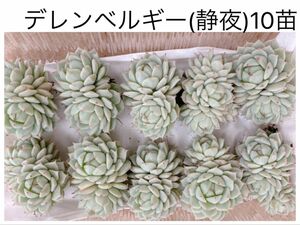 デレンベルギー10苗　カット苗　多肉植物　エケベリア　寄せ植えや多肉丼に