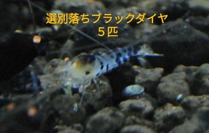 ブラックダイヤモンドシュリンプ　選別落ち５匹　3/9（土）3/10（日）発送限定