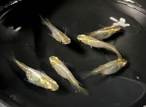 【庭目高】 鳳凰ラメ　半ダルマ　成魚　6匹　発送日限定 現物出品 東北地方 北海道 沖縄 離島 不可