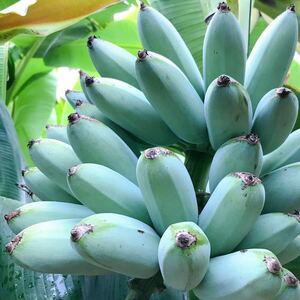 送料無料 ハクムクアイスクリーム バナナ苗 Hak Mulk Naun バナナ 熱帯果樹 果樹苗　