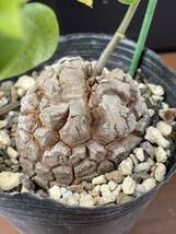 送料無料 アフリカ亀甲竜 約5.7cm 鉢ごとゆうパック発送 実生苗 美株 Dioscorea elephantipes 塊根植物 多肉植物_画像4