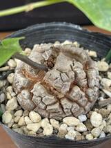 送料無料 アフリカ亀甲竜 約5.7cm 鉢ごとゆうパック発送 実生苗 美株 Dioscorea elephantipes 塊根植物 多肉植物_画像6