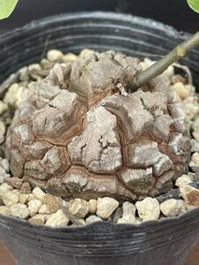 送料無料 アフリカ亀甲竜 約5.7cm 鉢ごとゆうパック発送 実生苗 美株 Dioscorea elephantipes 塊根植物 多肉植物