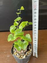 送料無料 アフリカ亀甲竜 約4.3cm 鉢ごとゆうパック発送 実生苗 美株 Dioscorea elephantipes 塊根植物 多肉植物_画像2