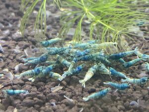 [EBISU] turquoise shadow shrimp Random 10 pcs 