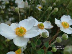 シュウメイギク　山野草　抜き苗最終お値下げ