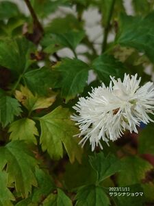 サラシナショウマ　山野草　宿根草