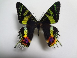 蝶・蛾の標本　オオニシキツバメガ　箱付き