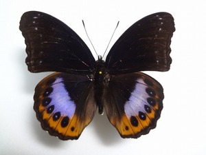 蝶の標本　パンドラムラサキ　箱付き