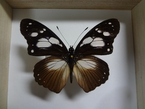  butterfly. specimen vertical is 2 kind box attaching 