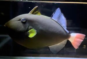 【沖縄もとぶ産】海水魚 クロモンガラ 17cm前後