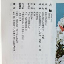 『四季の夢』大和 樹高60㎝ 樹幅52㎝ 幹回り32㎝ 皐月盆栽_画像10