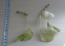 ポトス ホワイト斑入り 白斑 散り斑 マーブル 観葉植物 発根苗 2本 現品です インテリアグリーンに_画像6