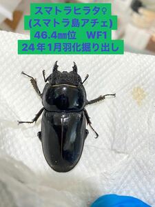 【牛マルキン】スマトラオオヒラタクワガタ・♀単品・WF1・46.4㎜位・新成虫(1月羽化)