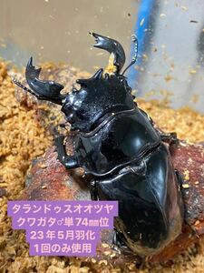 【牛マルキン】【タランドゥス】タランドゥスオオツヤクワガタ♂単品・使用済(一度のみ交尾)・74㎜位・23年5月羽化