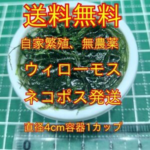 送料無料★無農薬★ウィローモス★直径4cm容器1カップ★稚エビの隠れ家に