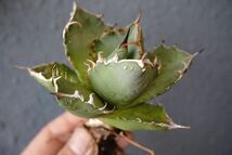 ①Agave Titanota fo222.子株　アガベ チタノタ　ぶつぶつ　ブツブツ_画像1