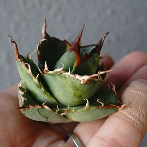 ①ハデス子株 アガベ チタノタ Agave Titanota Hades台湾株 良形の画像1