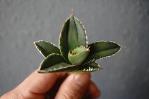 ① 流星AGAVE TITANOTA ブツブツ　アガベ チタノタ　流星　子株　_画像2