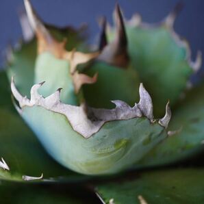 ②阿修羅 Agave Titanota  親株 強鋸歯 アガベ チタノタの画像4