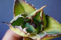 ⑥Agave Titanota 強鋸歯　アガベ チタノタ　ノーネーム 　_画像2