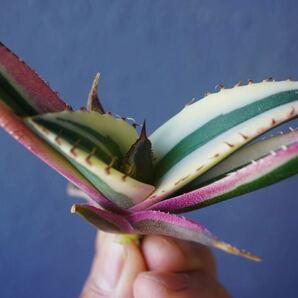 ①スナグルトゥース Agave Titanota Snaggle Tooth TC株の画像3