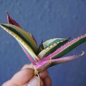 ①スナグルトゥース Agave Titanota Snaggle Tooth TC株の画像2