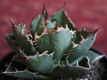 ①Agave Titanota fo222.アガベ チタノタ　ぶつぶつ　ブツブツ123_画像1