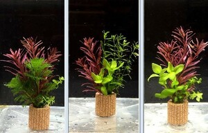 ☆置くだけ簡単レイアウト！ 水草３種植え ３個セット 吸着系多孔質ろ材ライフマルチ付き ①