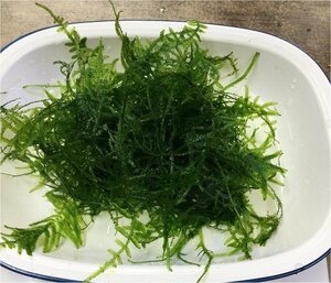 ☆送料無料！ 無農薬 南米ウィローモス 10g 稚エビの隠れ家に！