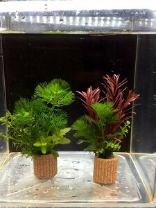 ☆匿名配送！置くだけ簡単レイアウト！ 水草３種植え ２個セット 吸着系多孔質ろ材ライフマルチ付き ⑥