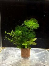 ☆匿名配送！置くだけ簡単レイアウト！ 水草３種植え ２個セット 吸着系多孔質ろ材ライフマルチ付き ⑥_画像3