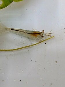 * free shipping!mi Nami freshwater prawn 5 pcs +1 pcs * Willow Moss 10g exclusive use box shipping me Dakar aquarium .!