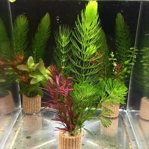 ☆置くだけ簡単レイアウト！ 水草３種植え ４個セット 吸着系多孔質ろ材ライフマルチ付き ②の画像3