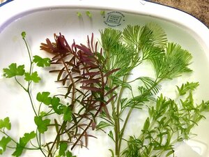 * free shipping! less pesticide water plants 4 kind set F Australia n clover * pearl-grass *ro cod *kabomba