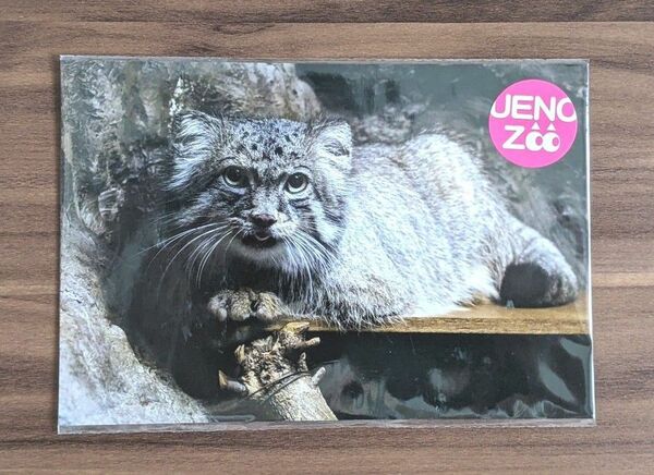 上野動物園　マヌルネコ　ポストカード