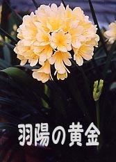 B★クンシラン　君子蘭　八重黄花交配種子　♀羽陽の黄金×♂八重黄花　4個