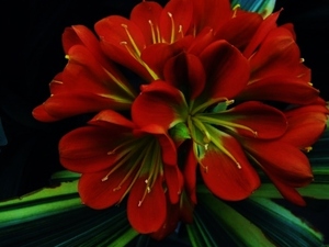 JJ★クンシラン　君子蘭　　ベルサイユの種子　♀真っ赤ベルサイユ×♂黒檀錦　　種子5個