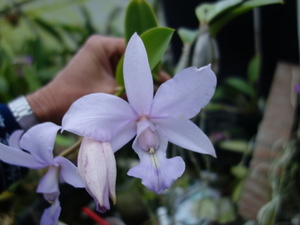 洋蘭原種カトレアC walkeriana coerulea( xsib)(4.5)