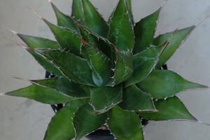 アガベ モンタナ Agave montana